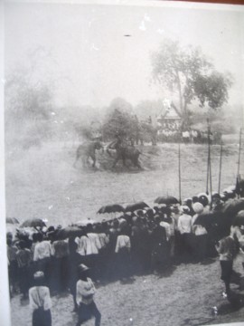 Elephant round up begin 1900