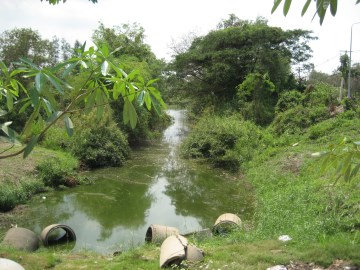 View of a remnant of Khlong Kudi Dao