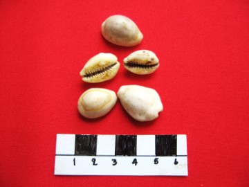 Cowry shells excavated at the Portuguese Settlement