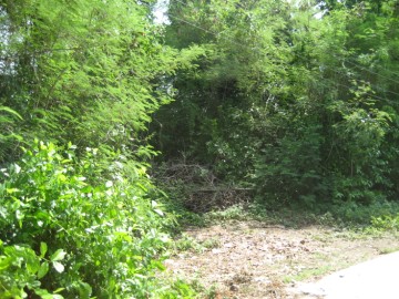 View of the site