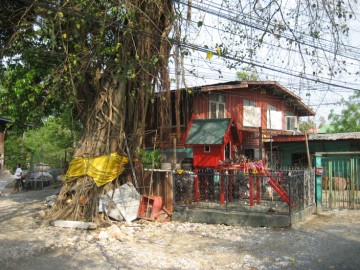 Bodhi tree and shrine in situ