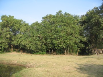 View of the site of Wat Jaeng