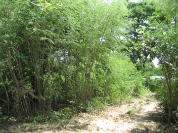 Path leading to the site - SE corner