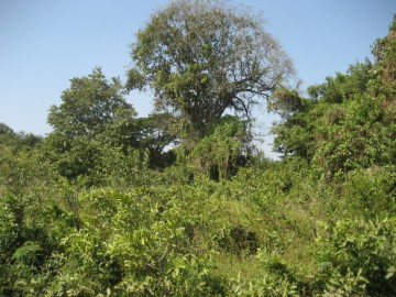 View of the location of Wat Lamut