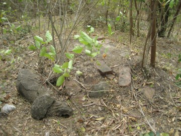 Brick work in situ