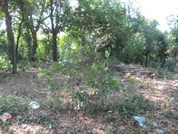 Site view of Wat Pa Thon