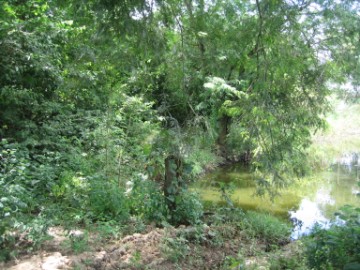 View of the location of Wat Phai Lom