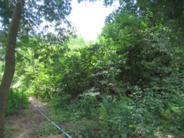 View of the location of Wat Phai Lom