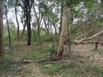 Wat Raeng site view