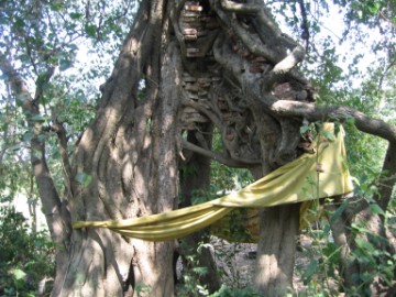 Brickwork overgrown by a tree