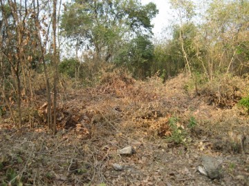 Site view of the defunct temple Wat Tha Hoi