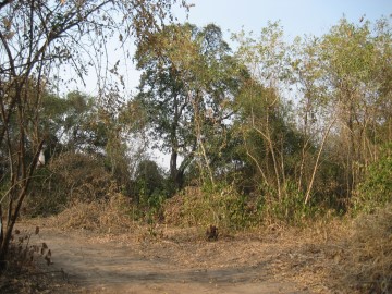 Site view of the defunct temple Wat Tha Hoi